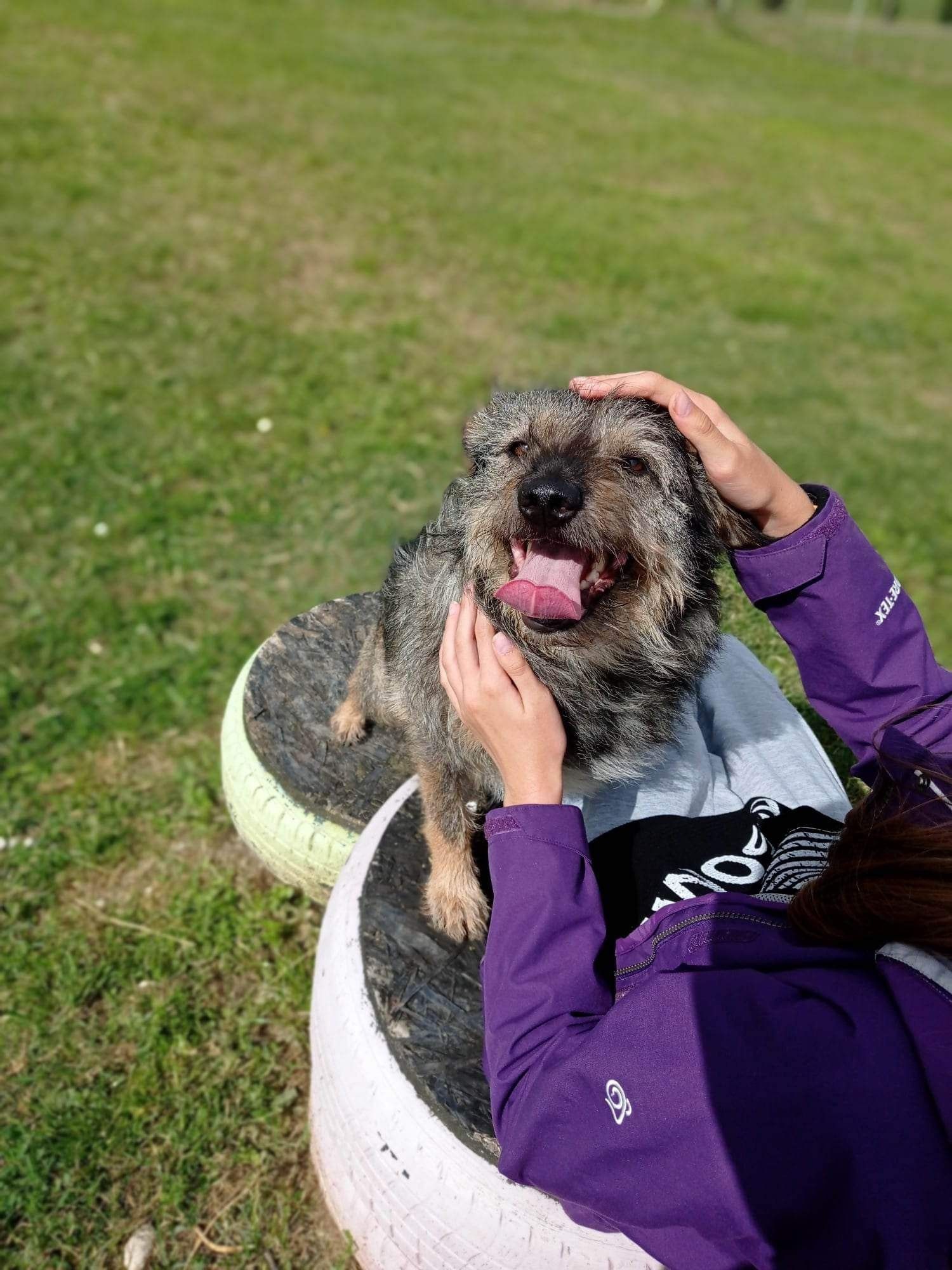 Terrier do wzięcia