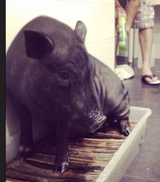 Mini porcos , nao sao vietnamitas