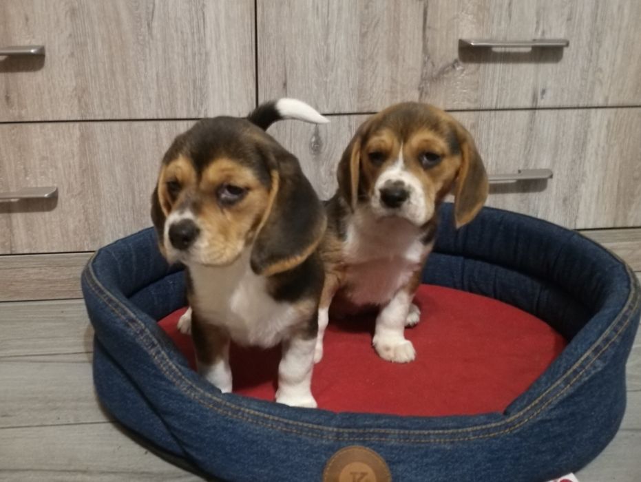Piękne -szczenię Beagle