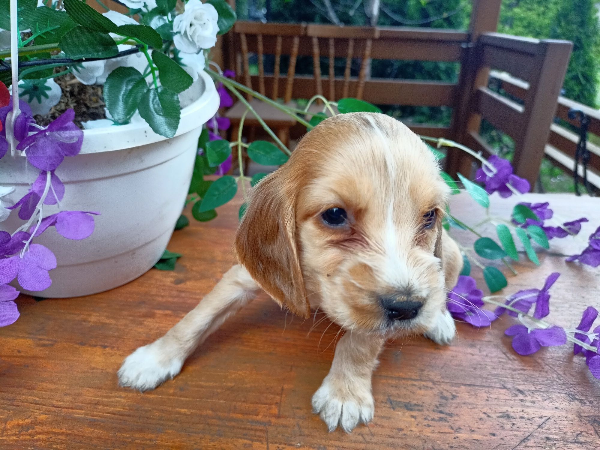 Cocker spaniel angielski sunia