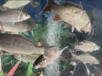 Carpa brancas e cinzentas