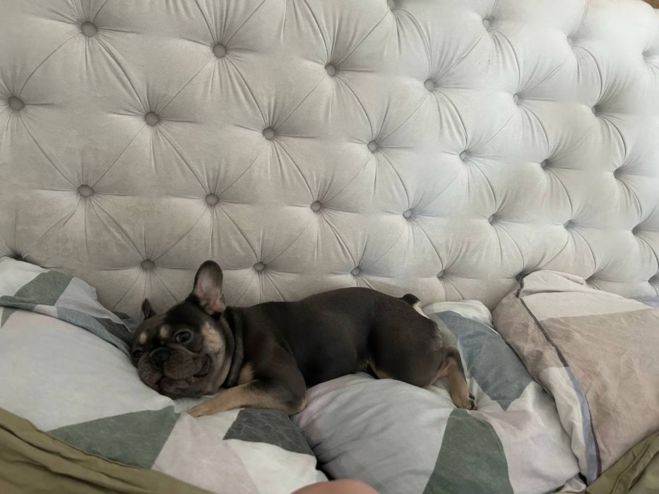 Вязка французский бульдог