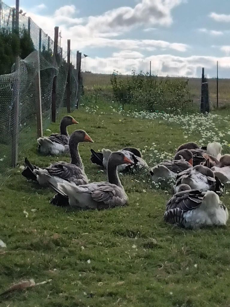 Gęsi, kaczki koguty