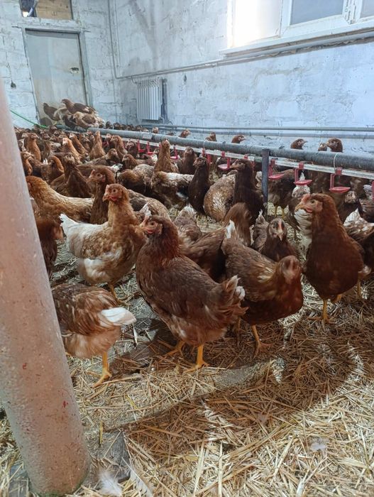 Котельва! Продам КУРЕЙ-Несушек ! Доставка бесплатная
