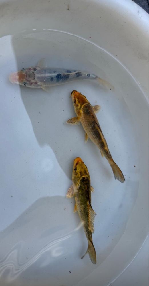 Koi z Pasją – Sprzedaż Karpia Koi z Przydomowej Hodowli