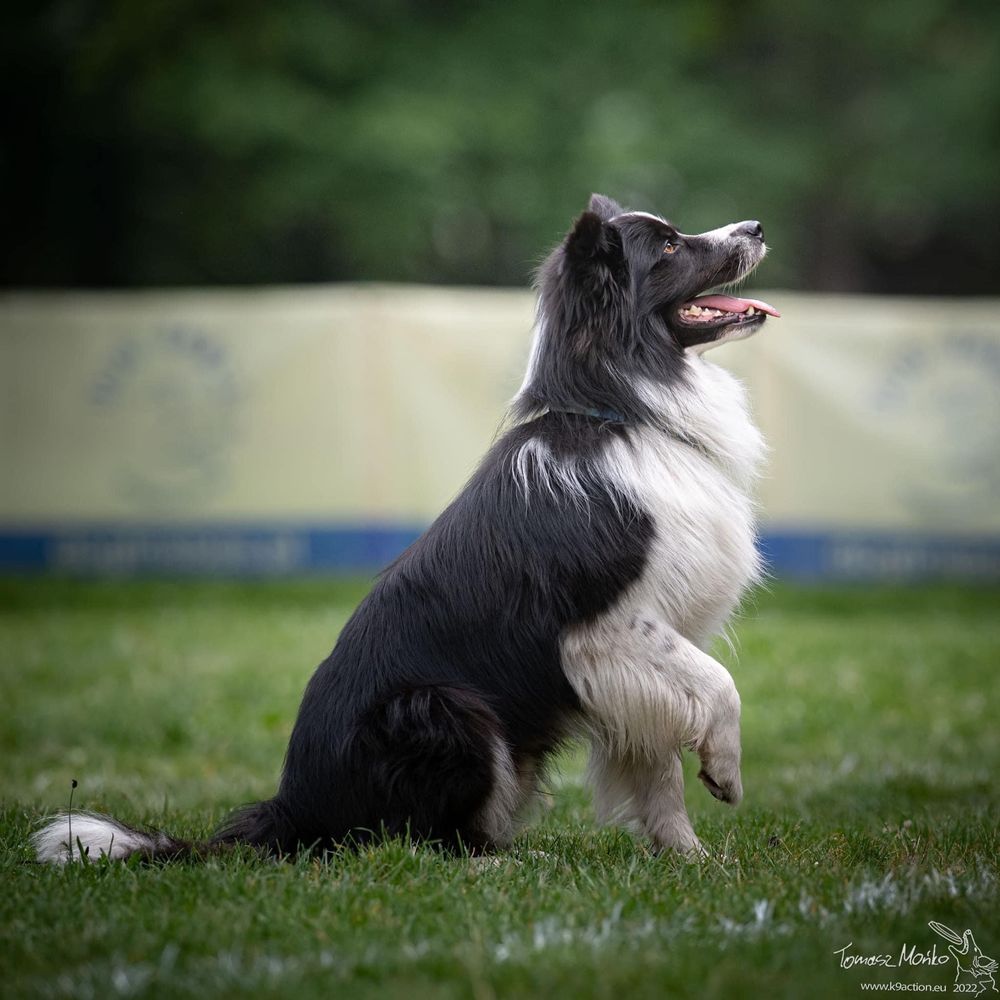 Border Collie Reproduktor FCI /ZKwP