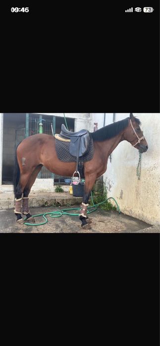 Egua cruzada 13 anos