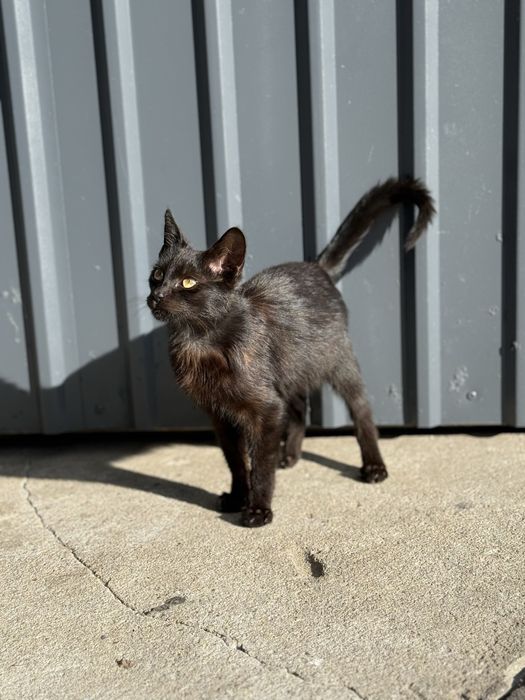 Kocurek szuka domu - kot do adopcji