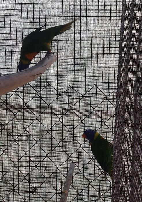 TRÊS Loris Molucanos 2025 sexados