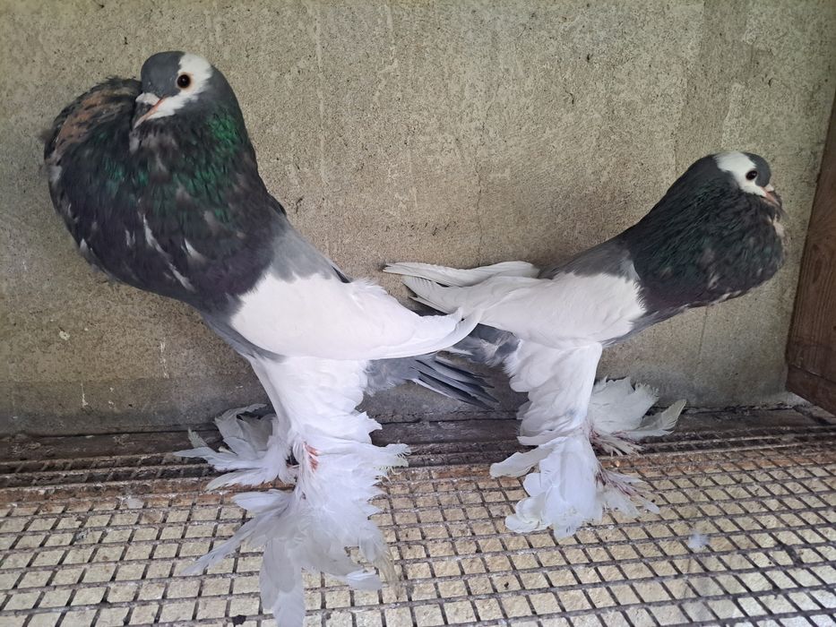 Garlacze siodlate lapciate garłacz czeskie czeskie para niebieskie2024