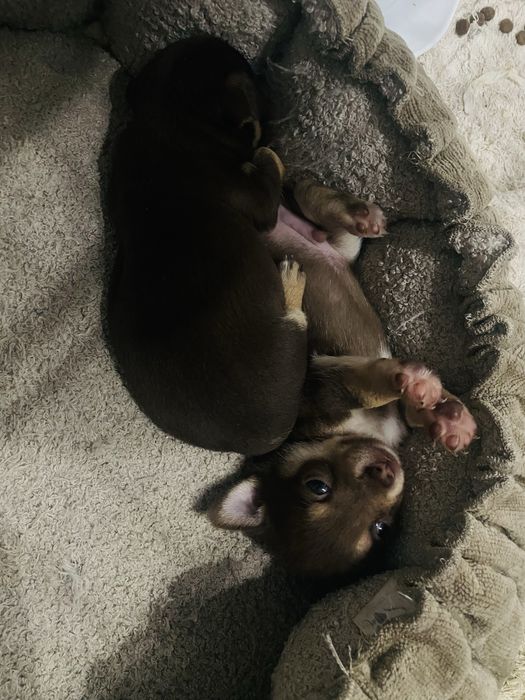 Chihuahua piesek krótkowłosy czekoladowy