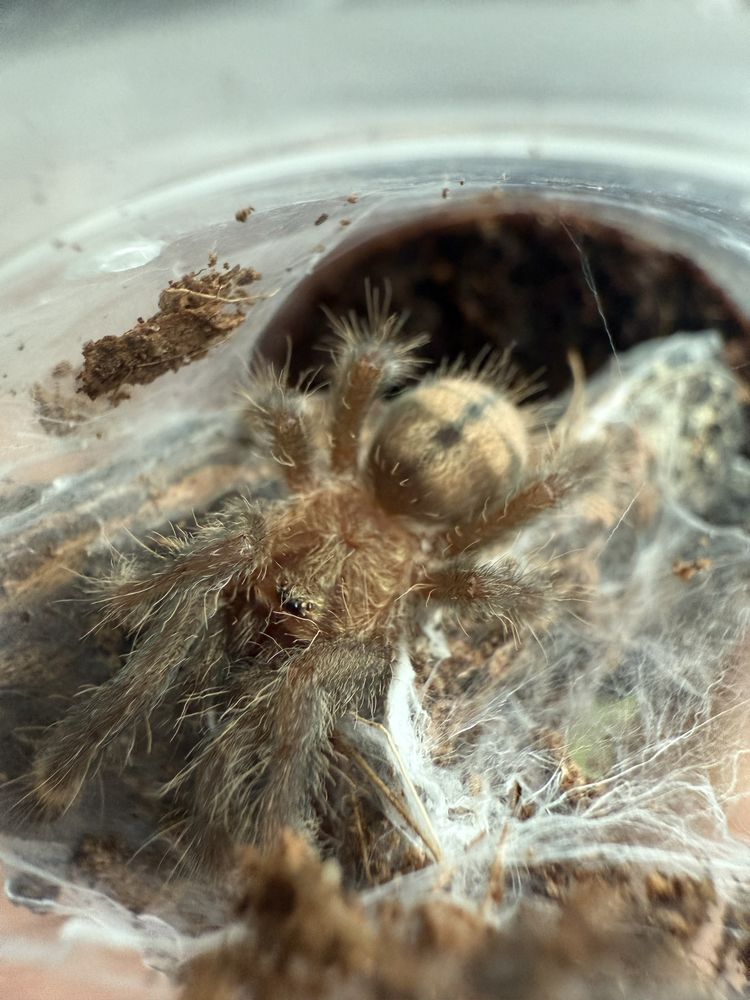 Psalmopoeus Cambridgei l4/5
