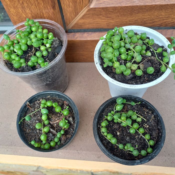 Хрестовик Роулі суккулент, очиток Моргана  алоє тигрове