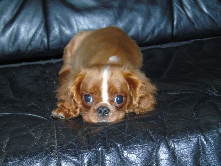 Cavalier king charles spaniel chłopiec