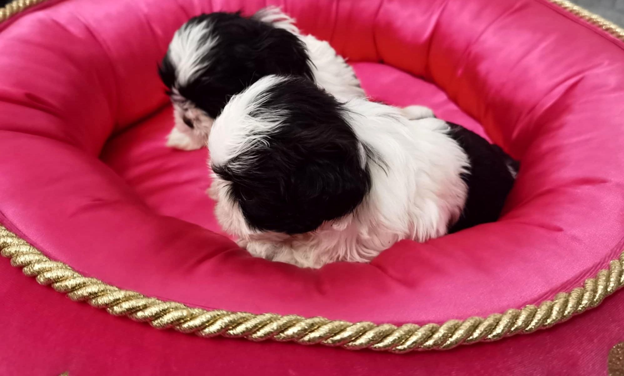 Shih Tzu ZKwP FCI z kompletem badań dodatkowych! Suczka