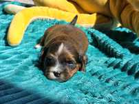 "Hawańczyk hawańczyki  havanese