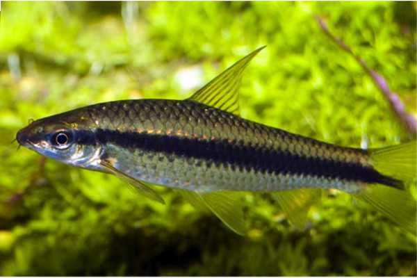 GB Kosiarka - dowóz ryb!