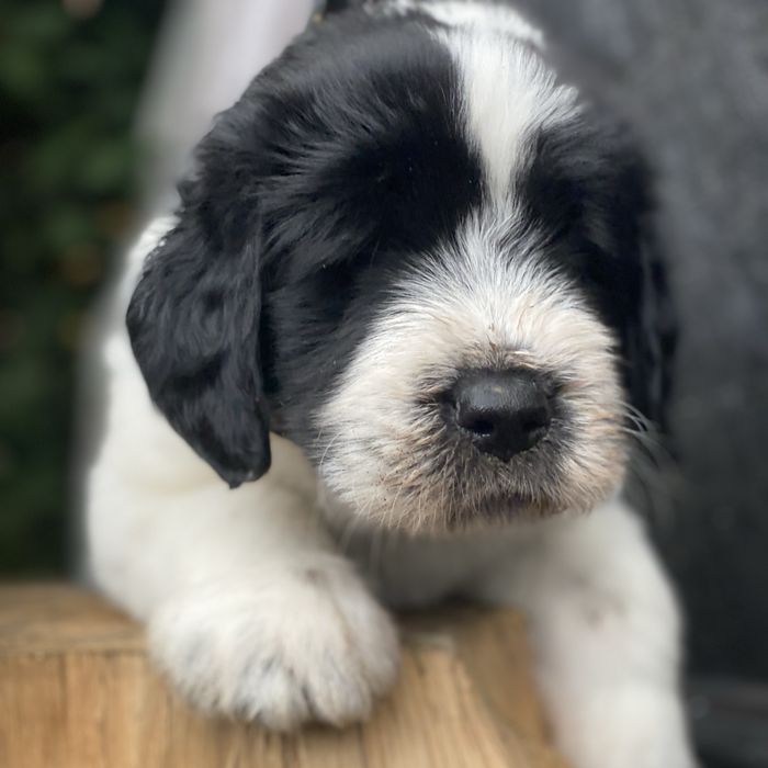 Owczarek rumunski mioritic. Hodowla Felix Pastor FCI.