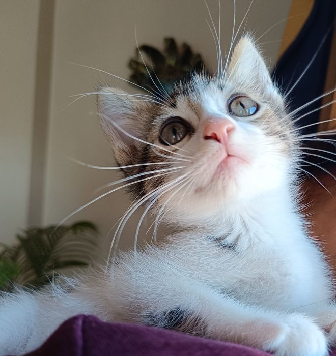 Adoção em Viseu (cidade)