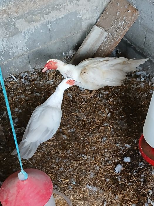 Casal de patos Mudos
