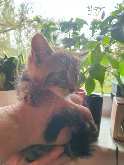 W dobre ręce – dwumiesięczne kocięta