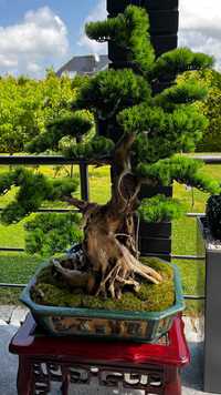 Sztuczne drzewo bonzai