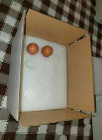 Caixas para enviar ovos de incubação.