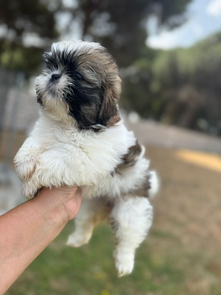 Shih Tzu de excelente linhagem