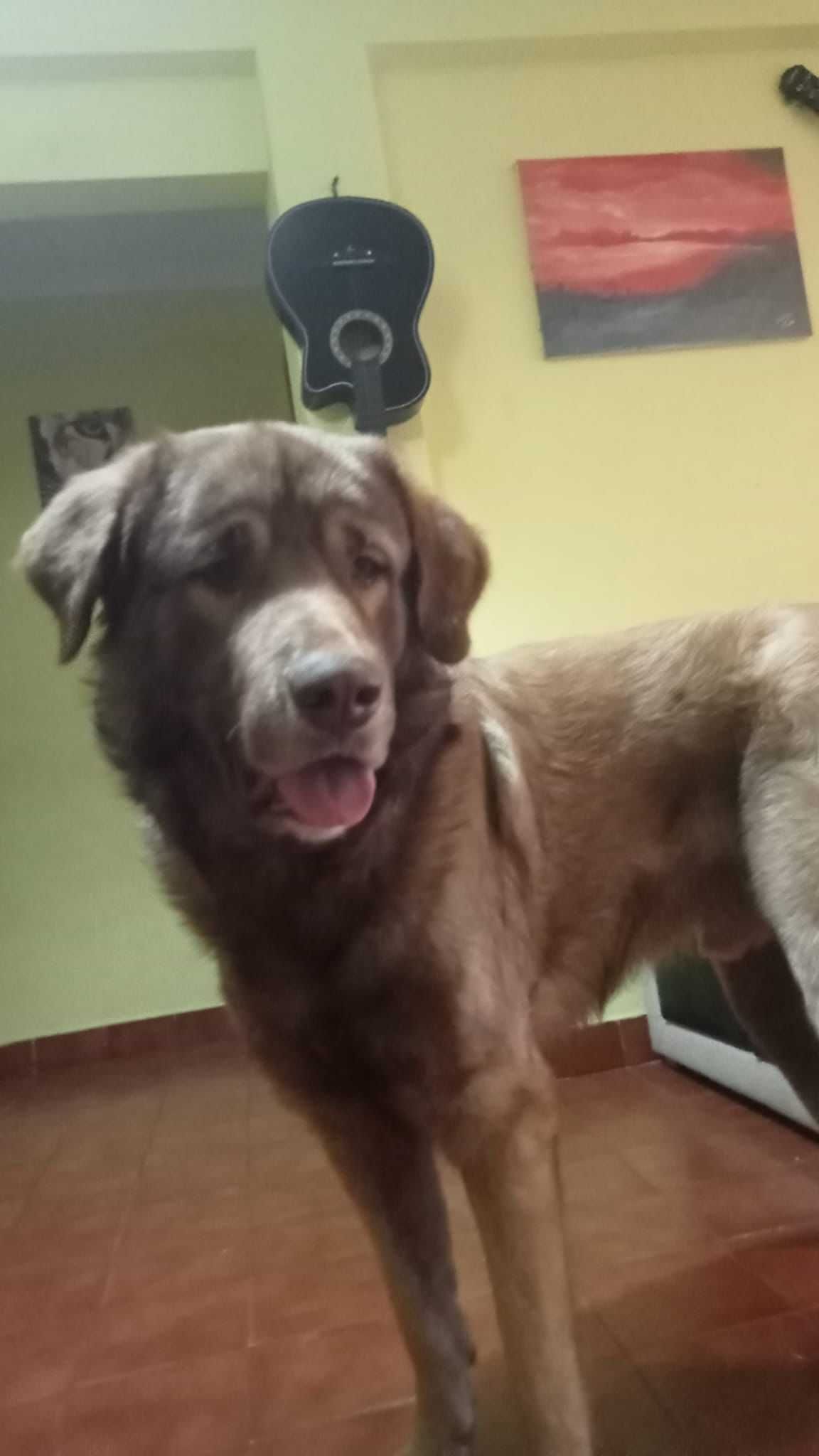Cão Arraçado Serra da Estrela