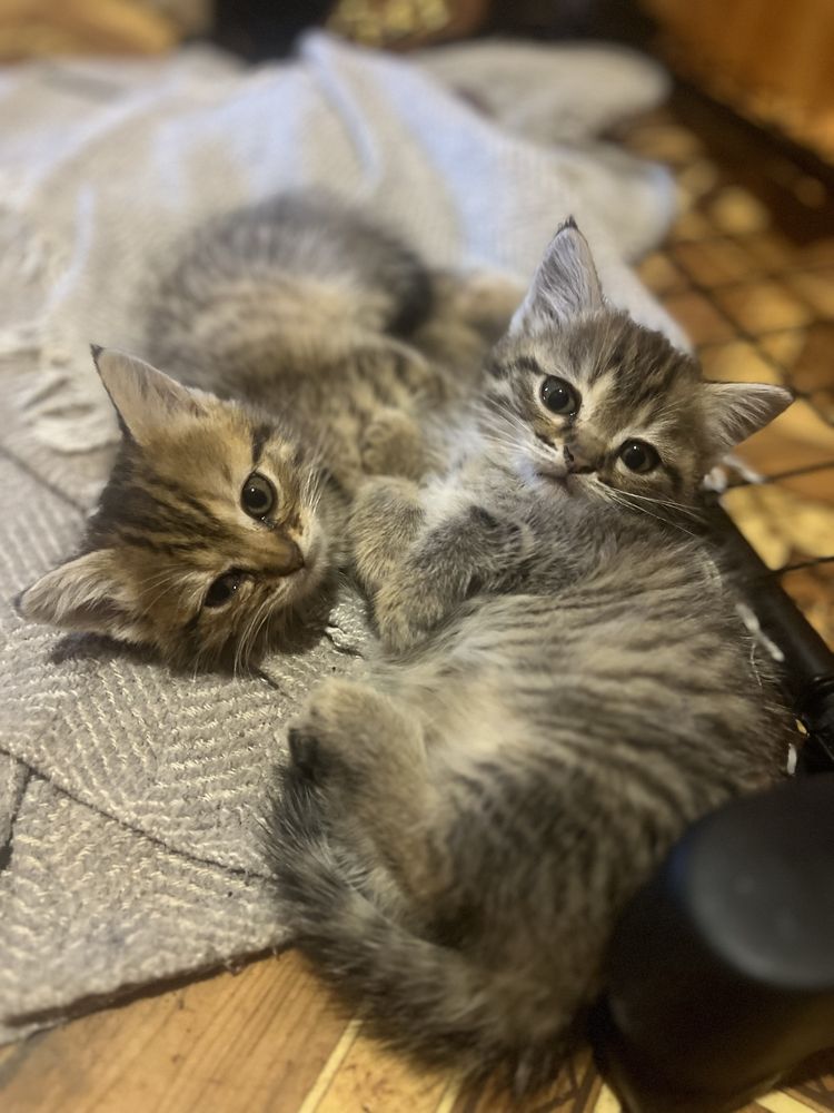 Котенята в добрі руки