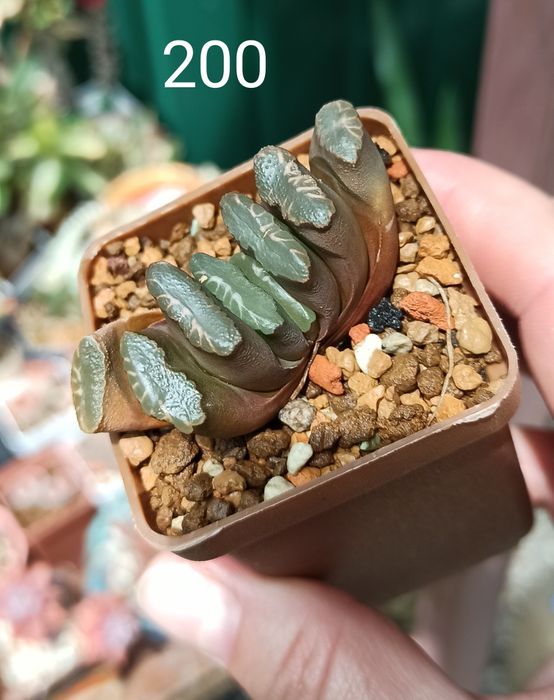 Хавортія Haworthia