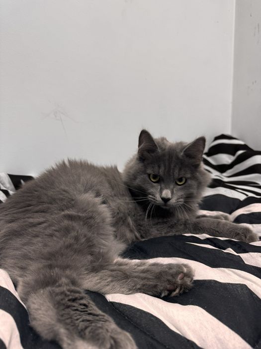 Грей серьезний хлопець шукає сім'ю