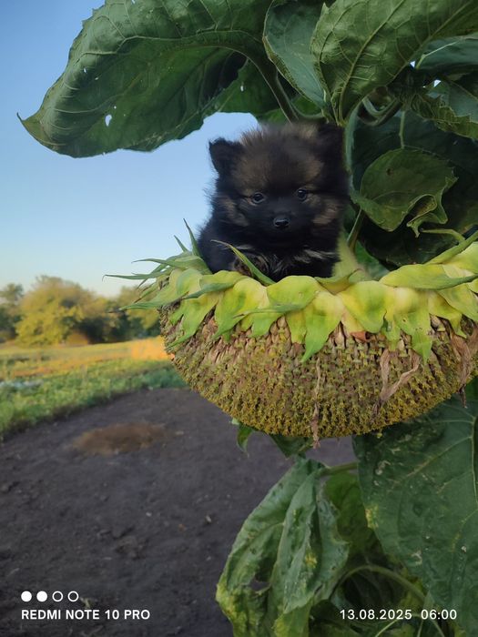 Малый шпиц, мальчики