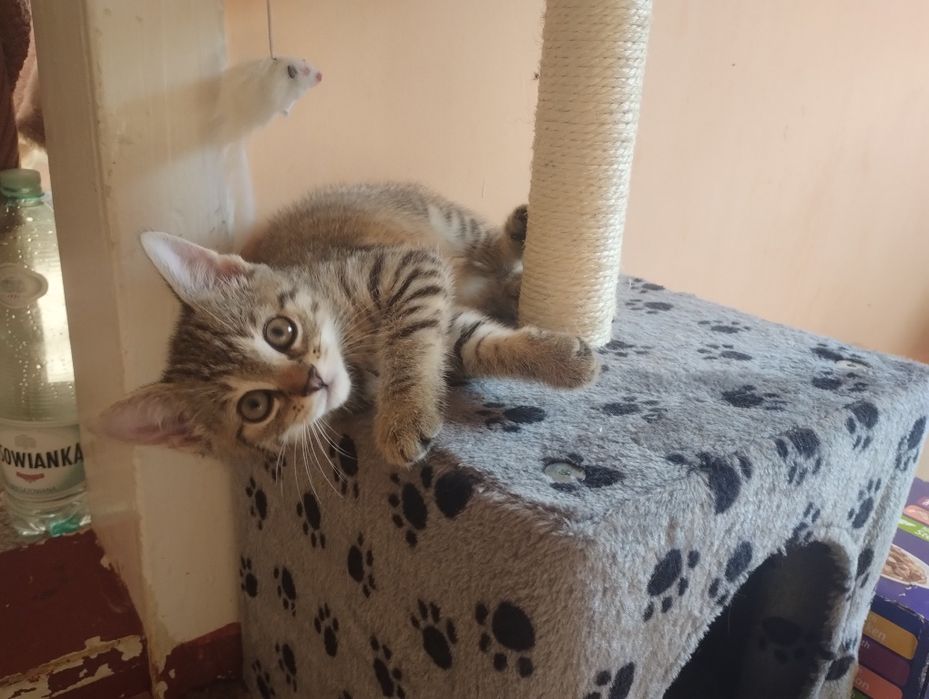 Dwie 14 tygodniowe kotki szukają niewychodzących domów