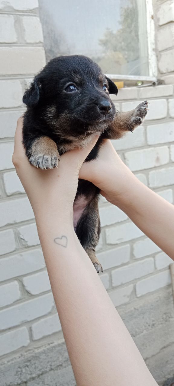 Віддамо цуценят у добрі руки