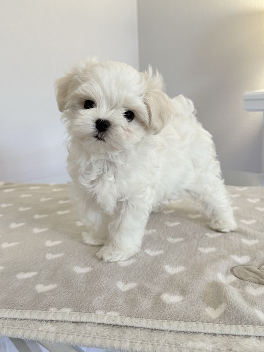 Мальтійська болонка