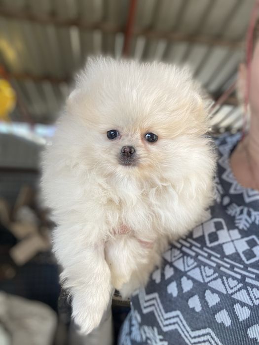 Померанський шпіц