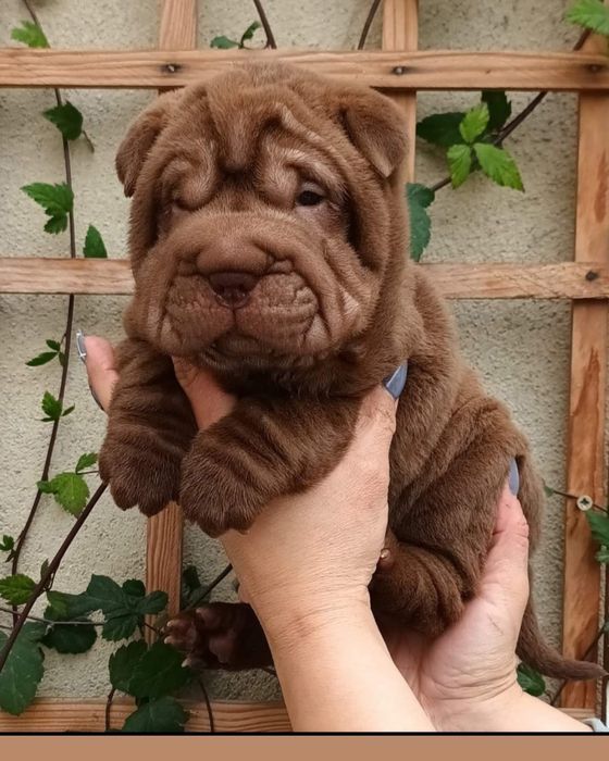 Shar Pei / sharpei com Lop