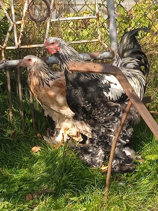 Sprzedam koguty Brahmy