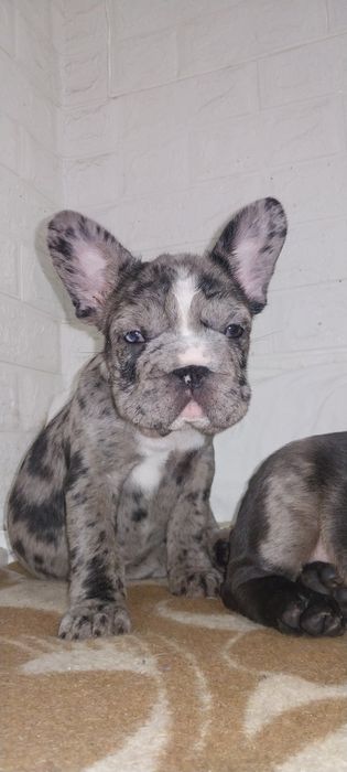 Девчуля с голубыми глазами