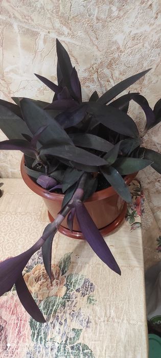 Сеткреазия или традесканция пурпурная