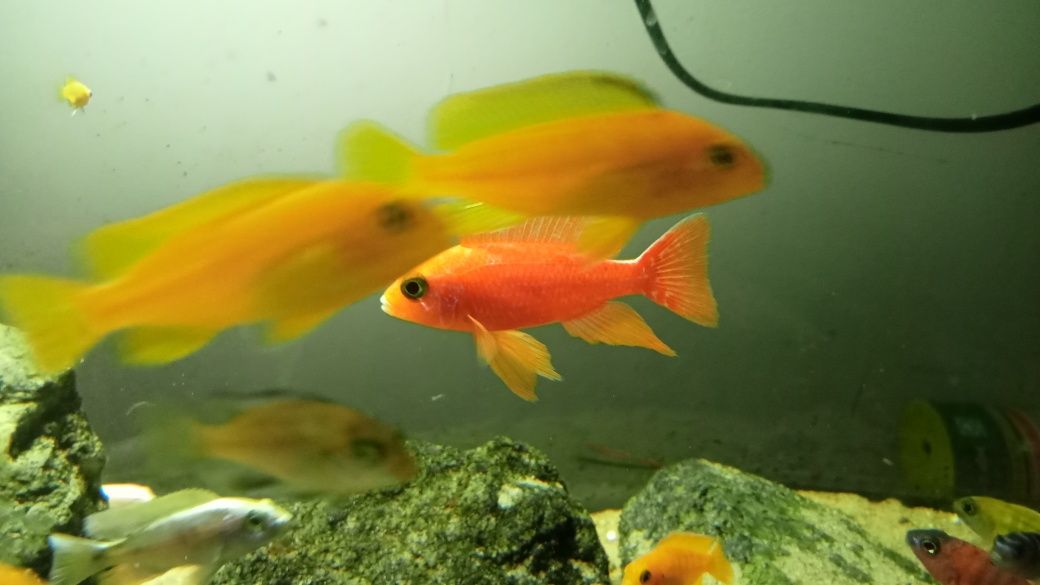 Pyszczaki aulonocara fire Fisz, Red Rubin, Calico i inne 4 cm