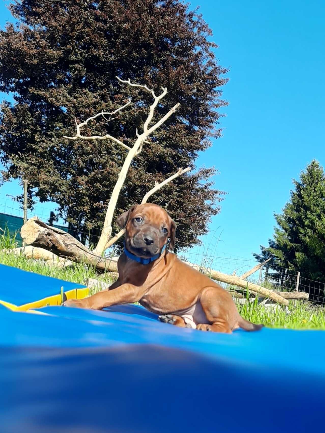 Samiec, szczeniak Rhodesian Ridgeback