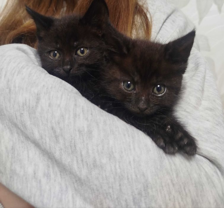 Котик (хлопчик) безкоштовно