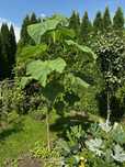 Paulownia drzewo sadzonka paulownie najszybciej rosnące drzewa