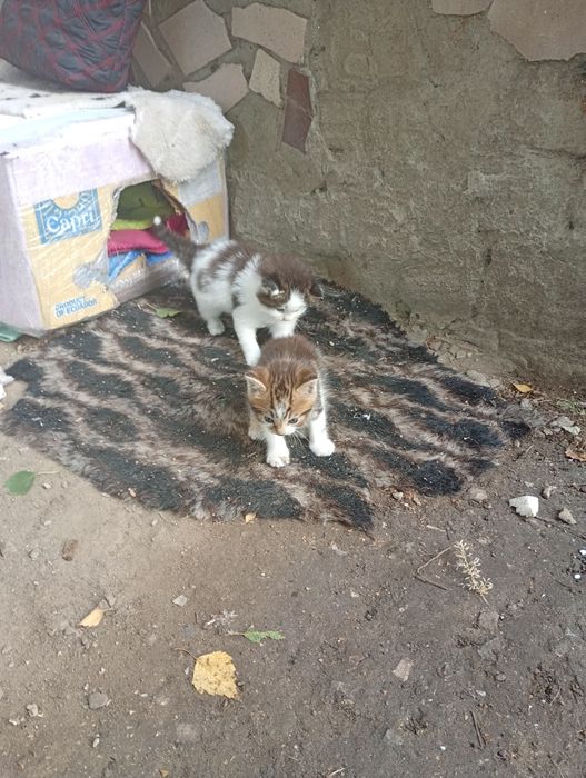 Шукаємо дім для кошенят