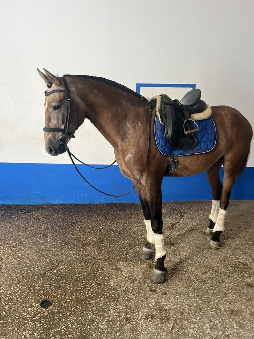 Poldro lusitano 5 anos 1,62m
