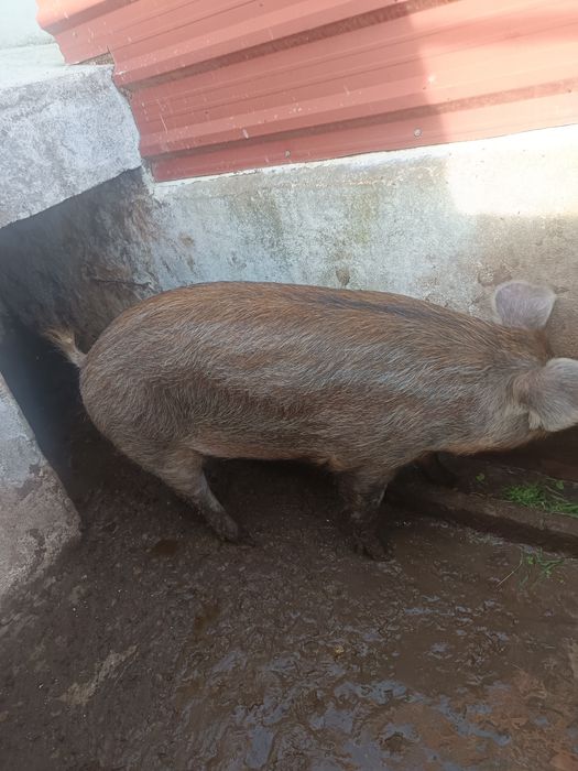 Vendo porco adulto