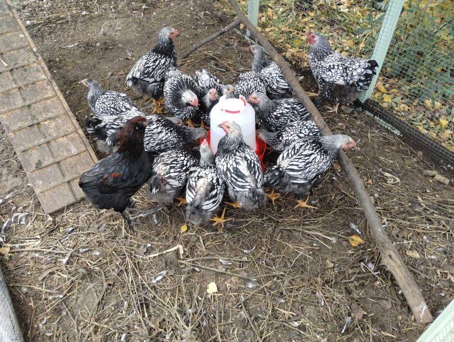 koguty wayandotte srebrnołuskowane