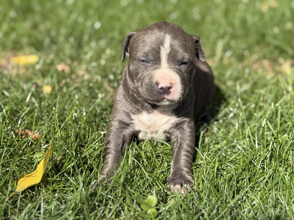 Suczka piekna blekitna amstaff nr 4